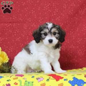 Peacock, Cavachon Puppy